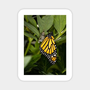 Monarch Butterfly 1 Magnet