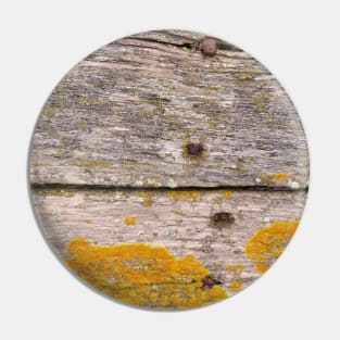 Golden Lichen on weathered wood Pin