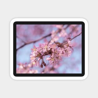 Cherry blossoms Magnet