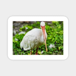 The King American white ibis Magnet