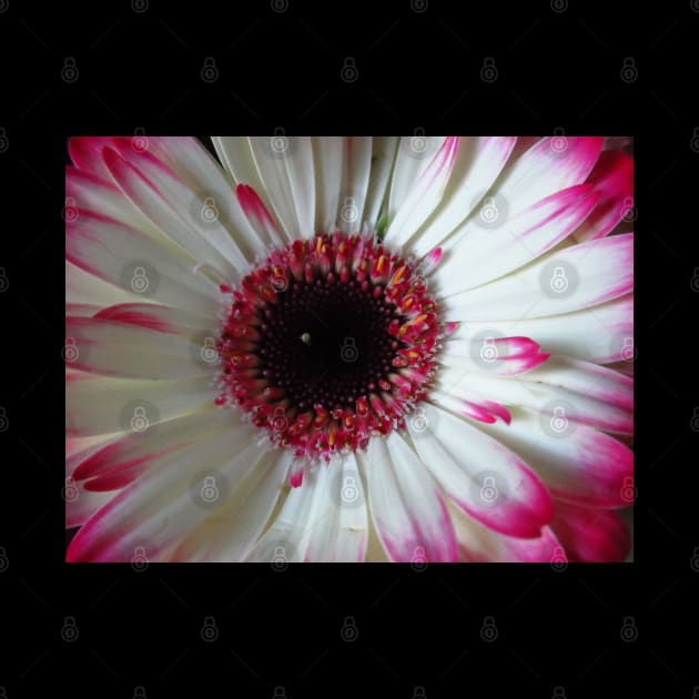 wonderful gerbera flower, pink,white by rh_naturestyles