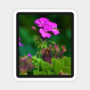 Geranium Magnet