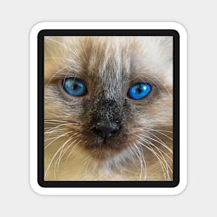 Cat with blue eyes Magnet