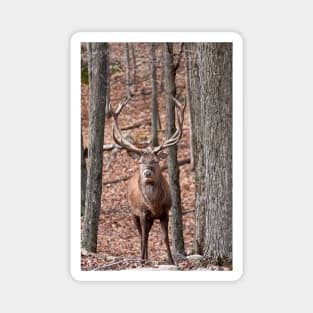 Bull Red Deer Magnet