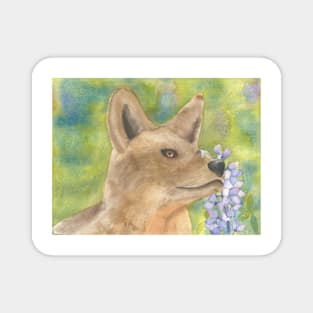 Coyote With Lupine Magnet