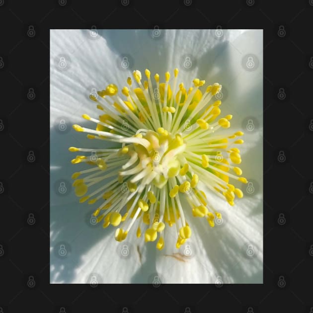 White Hellebore Burst by Photomersion