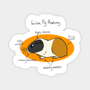 Guinea Pig Anatomy Magnet