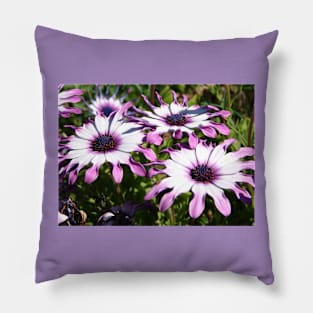 Daisy Flower Dark Pink and White Pillow