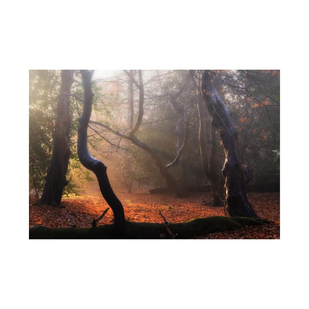 Autumn in Epping Forest by Nigdaw