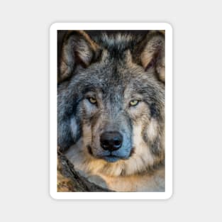 Timber Wolf Portrait Magnet