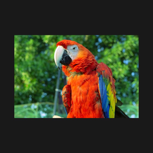 Red Macaw Bird by likbatonboot