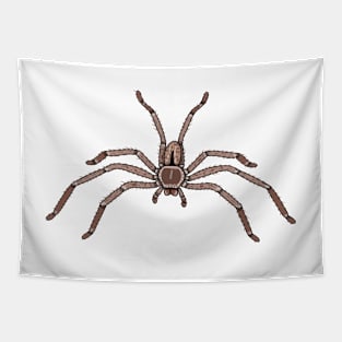 Holcania Immannis Huntman spider Tapestry