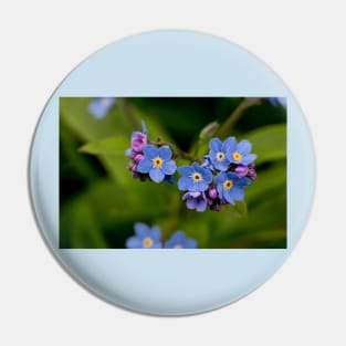 English Forget-me-not in Springtime Pin