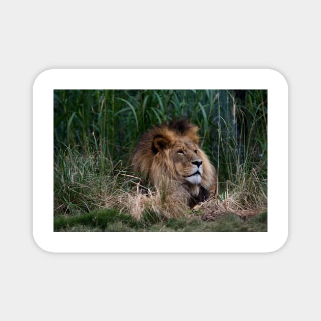 Lion In The Grass Magnet by GP1746