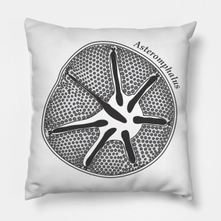 Diatom - Asteromphalus (scientific) Pillow