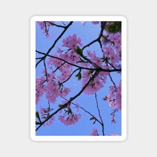 Flowers in nature Magnet