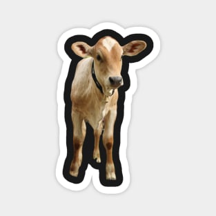 Funny beef calf cattle Magnet