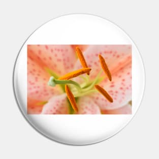 Lilium  &#39;Salmon Star&#39;  Lily  Oriental hybrid Pin