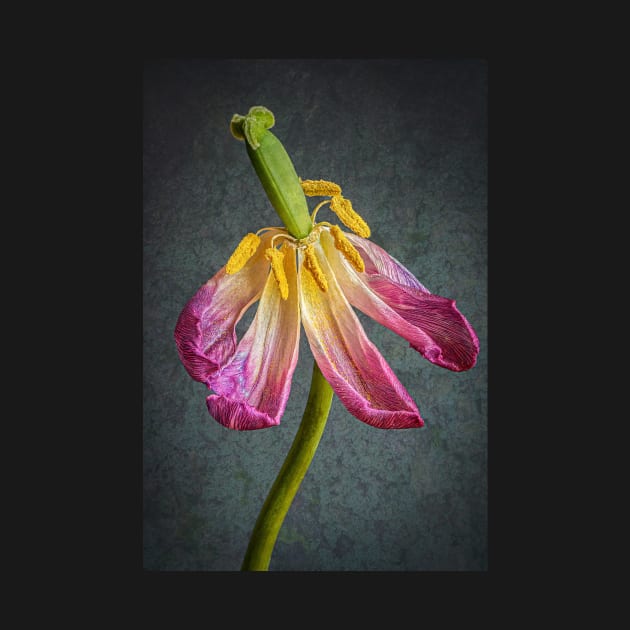 Old Pink Tulip with Textured Background by TonyNorth