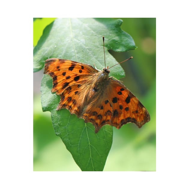 Comma butterfly by pinkal