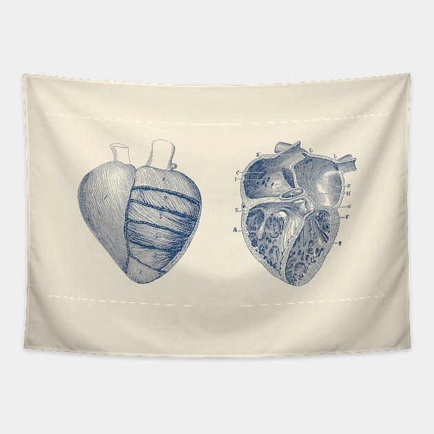 Heart Diagram - Dual View - Vintage Anatomy Tapestry by Vintage Anatomy Prints