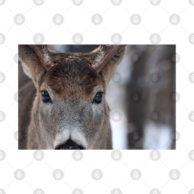 White-tailed Deer Buck up close and personal by Jim Cumming