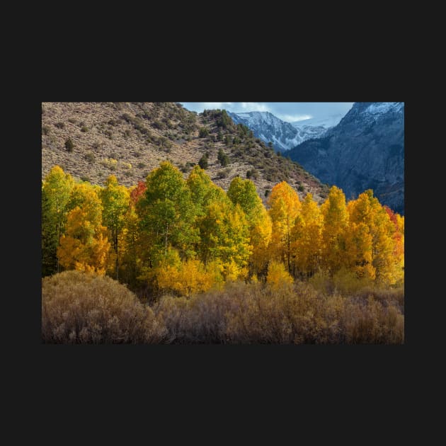 Aspen Forest in Autumn by jvnimages