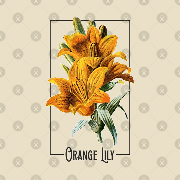 Orange Lily Vintage Floral Illustration Design by CultOfRomance