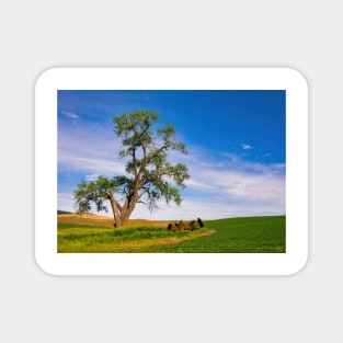 Lone Tree in the Palouse Magnet