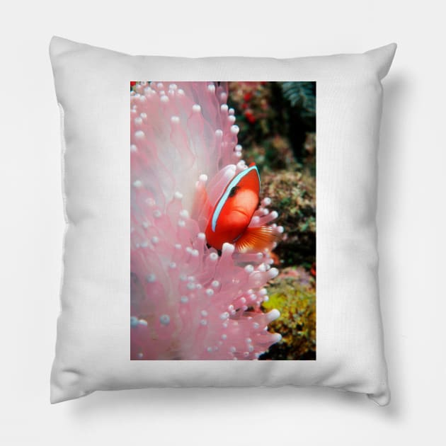 Black anemone fish (Z605/1712) Pillow by SciencePhoto