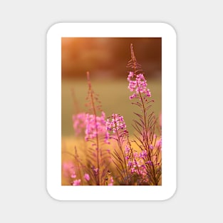 Great Willow-Herb Magnet