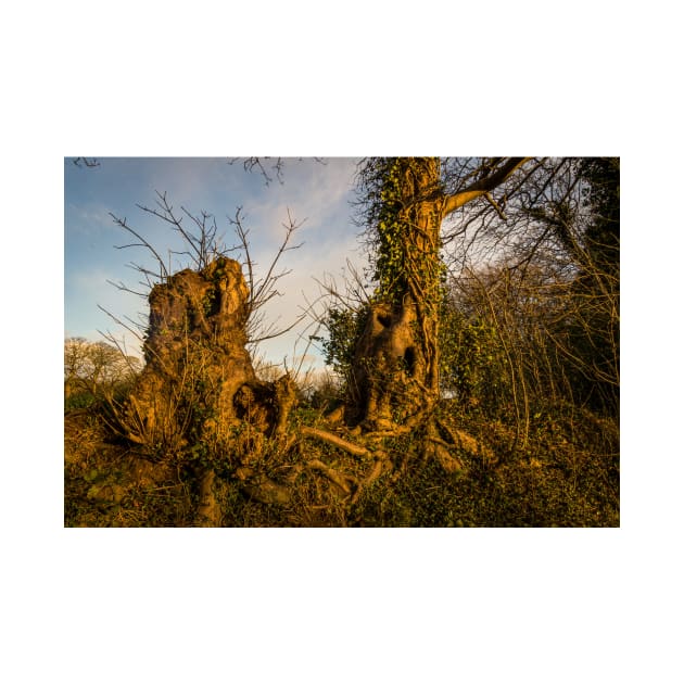 Crooked Forest - 2011 by SimplyMrHill