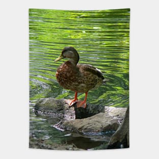 Birds - Duck on Rocks Tapestry