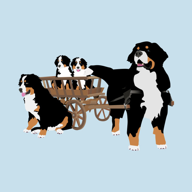 Bernese Mountain Dog Size Chart