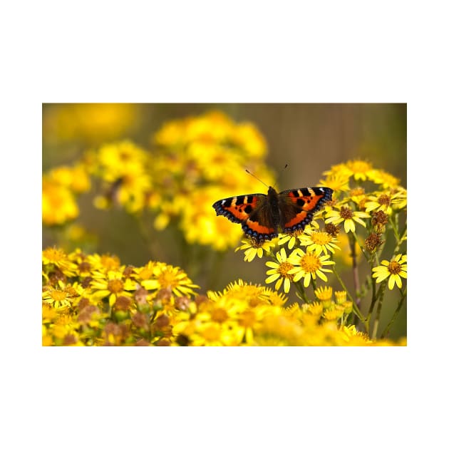 Tortoiseshell butterfly spreading its wings by Violaman