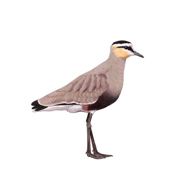 Sociable Lapwing illustration by kokayart