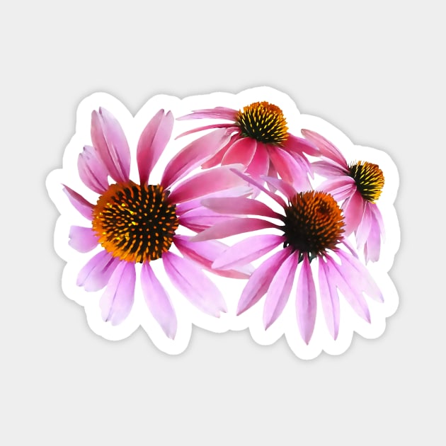 Circle of Coneflowers Magnet by SusanSavad