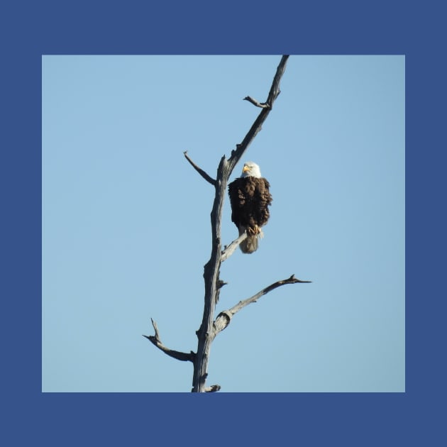 Wildlife gifts, bald eagle, birds, nature by sandyo2ly