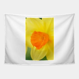 Narcissus  &#39;Red Devon&#39;  Division 2 Large-cupped   Daffodil Tapestry