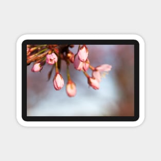 Cherry Tree Buds Magnet