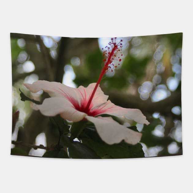 Hibiscus flower on its tree Tapestry by oknoki