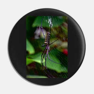 spider Pin