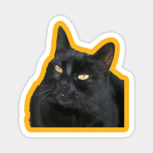 Black Cat With Beautiful Yellow Eyes Vector Art Cut Out Magnet