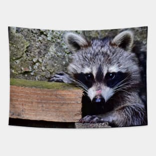 My Raccoon Tapestry