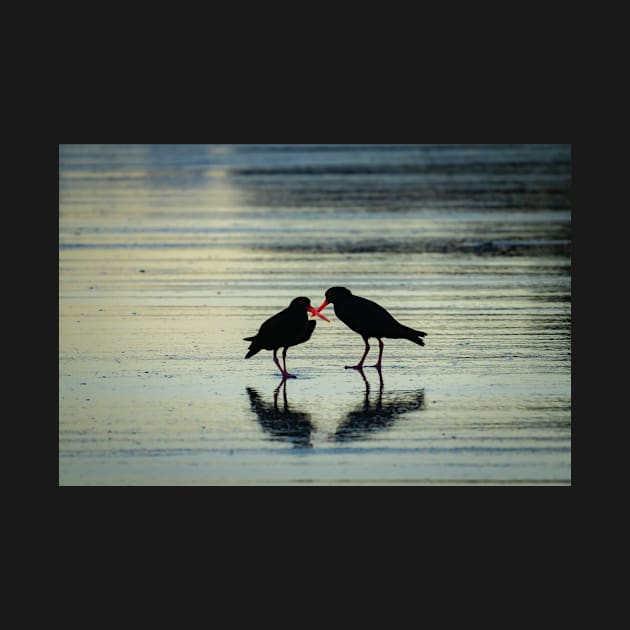 Two black oystercatchers silhouetted with orange beaks crossed, back-lit. by brians101