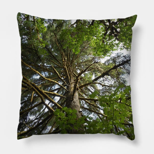 Mossy Tree Nature Photography Pacific Northwest Pillow by starcraft542