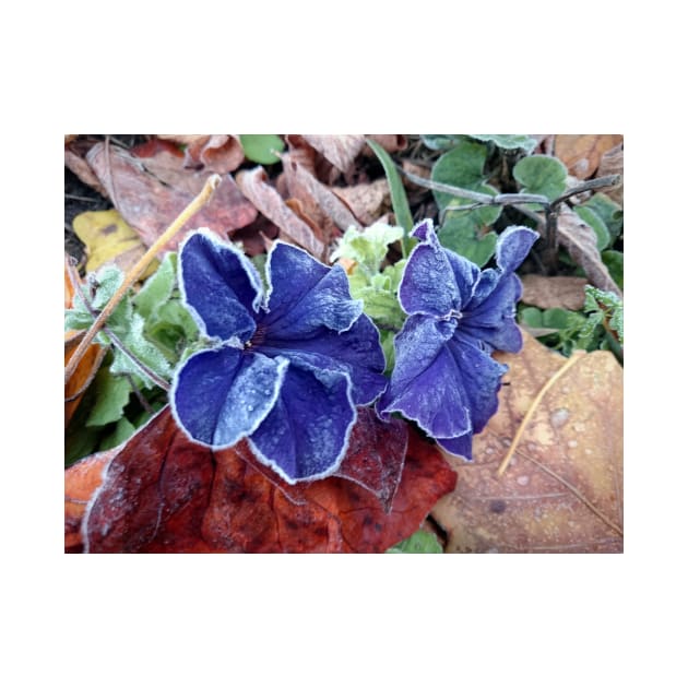 Petunia in hoarfrost by Gourmetkater