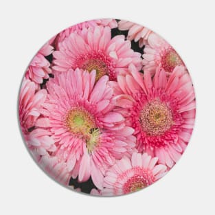 Pink Gerberas Pin