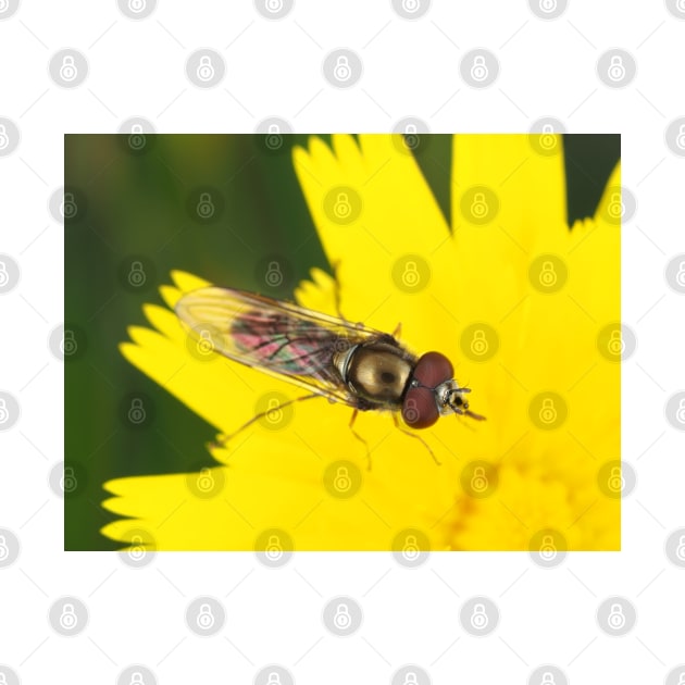 Hoverfly on dandelion by SDym Photography