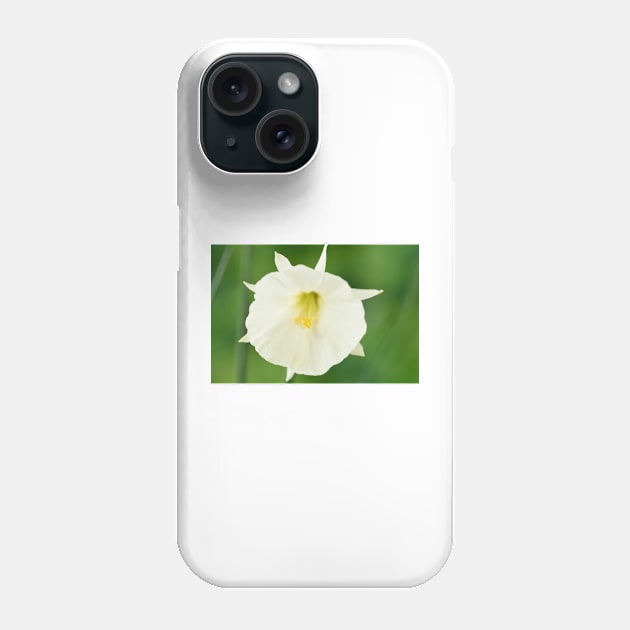 Narcissus cantabricus  White hoop petticoat daffodil  Div  13 Species Phone Case by chrisburrows